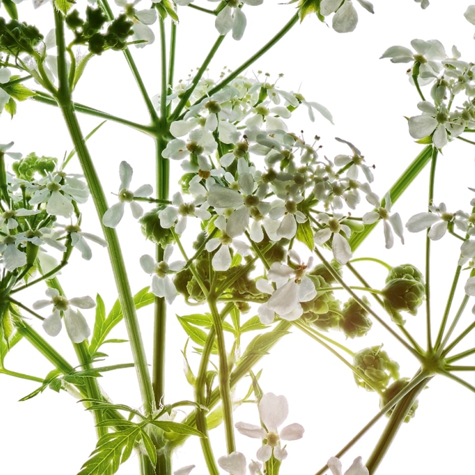 Wild chervil-Organic wild chervil extract-Anthriscus sylvestris