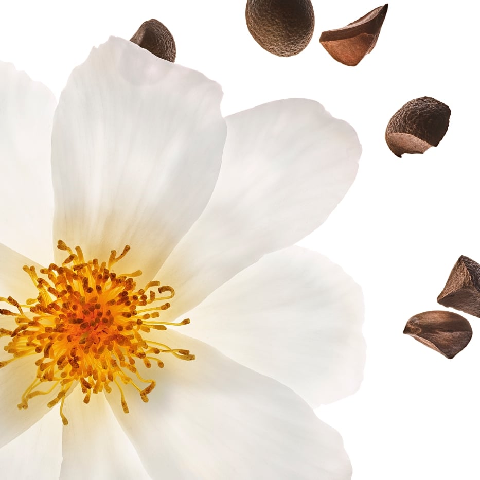 Camellia-Organic camellia oil-Camellia oleifera