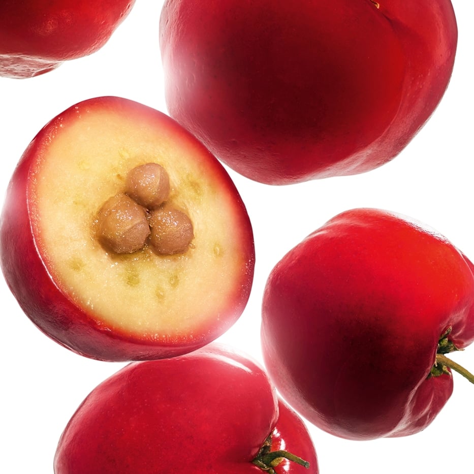 Acerola-Acerola extract-Malpighia emarginata