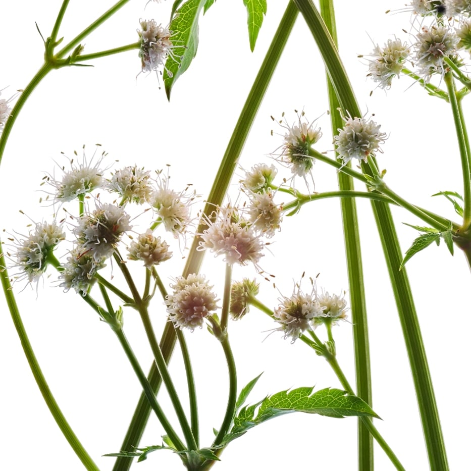 Sanicle-Extrait de sanicle bio-Sanicula europaea