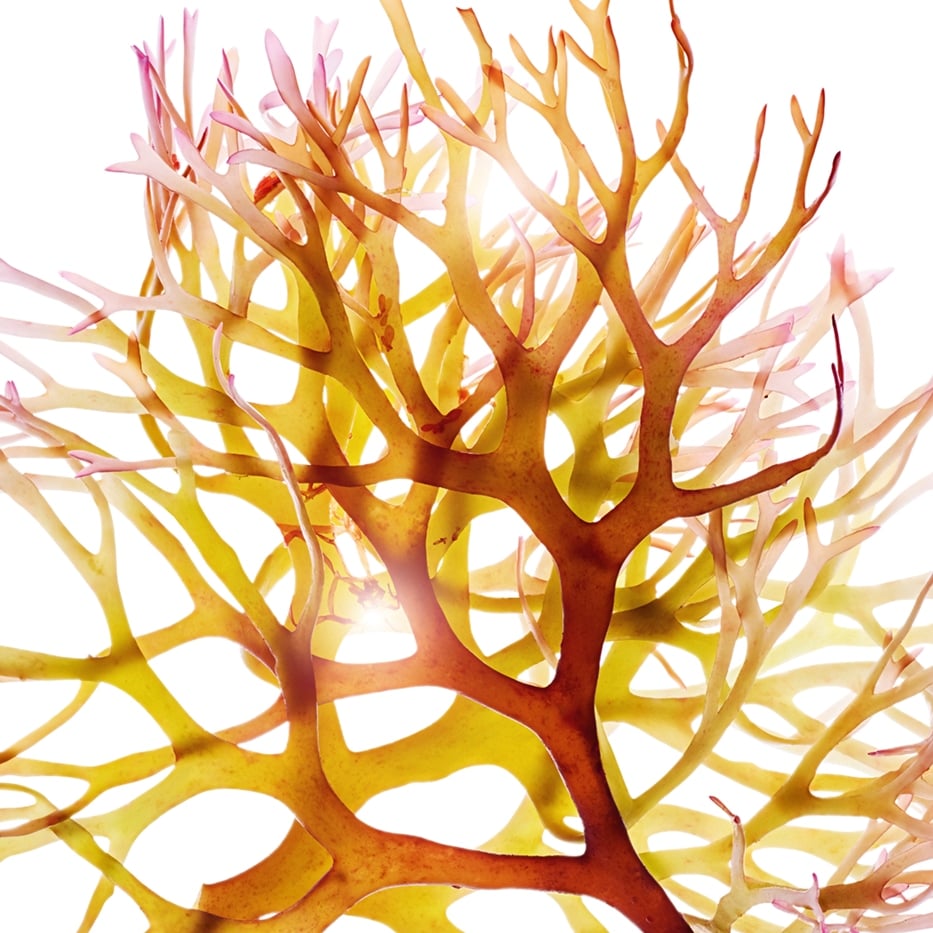 Irish moss-Irish moss extract-Chondrus crispus