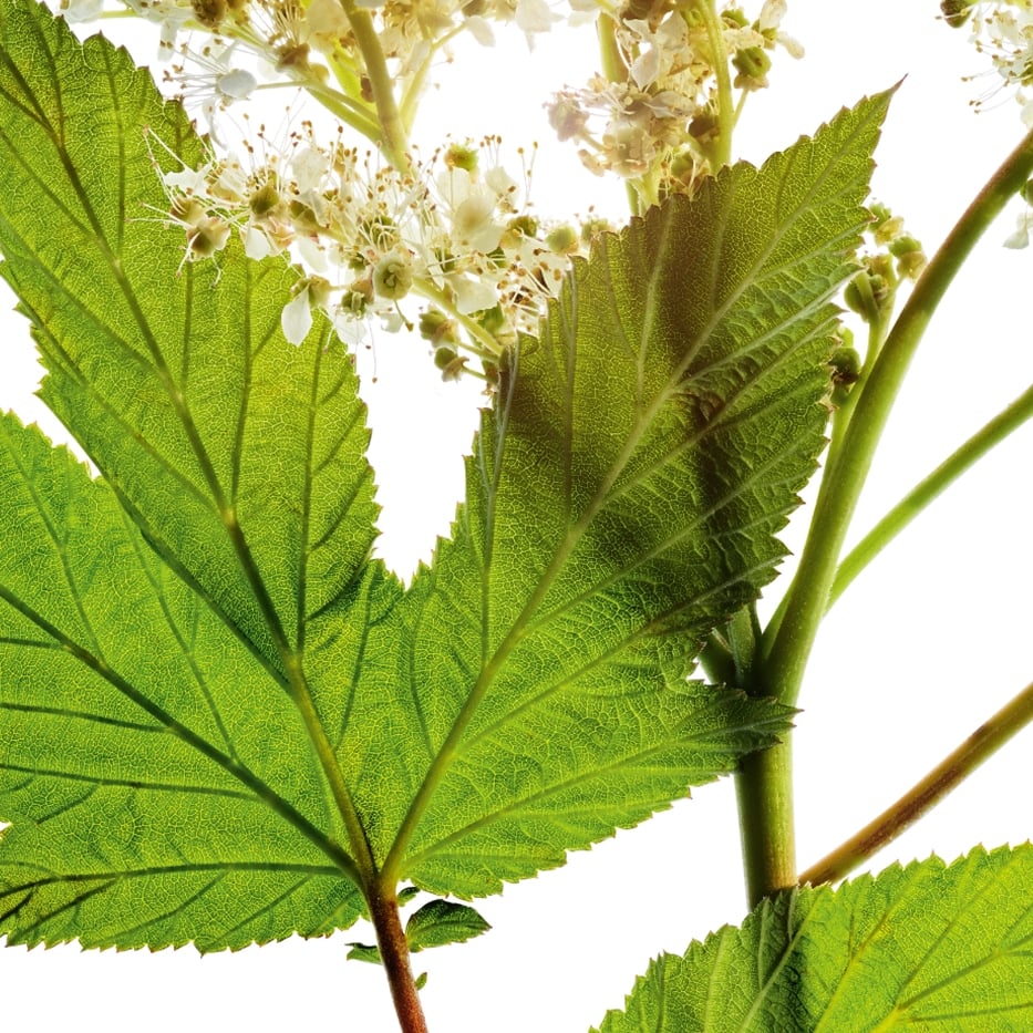 Meadowsweet-Meadowsweet extract-Spiraea ulmaria