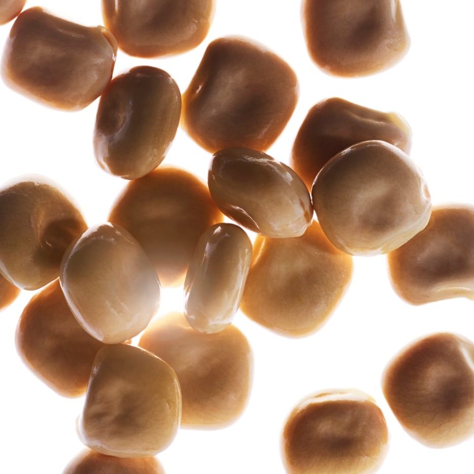 White lupine-Organic white lupine extract-Lupinus albus