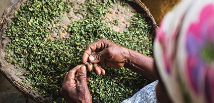 woman picking centella asiatica