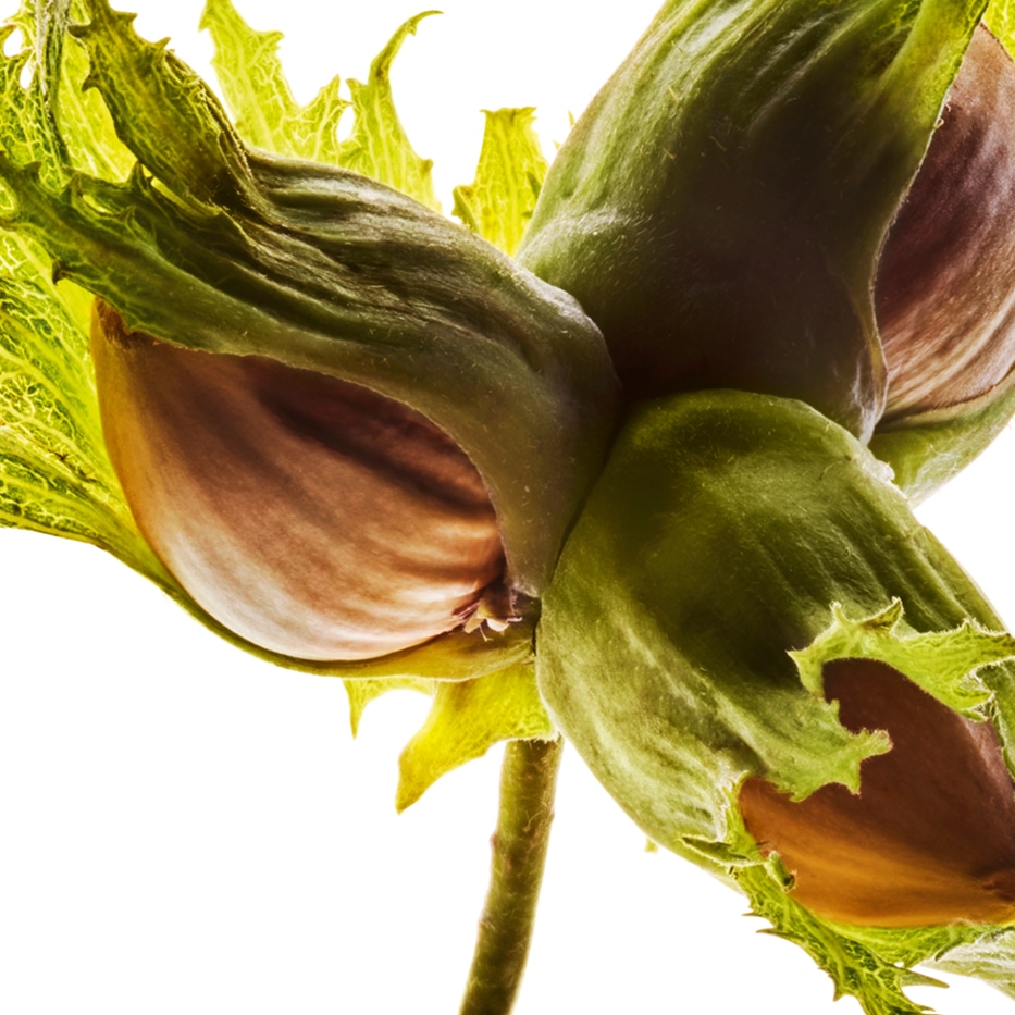 Hazel-Hazelnut oil-Corylus avellana