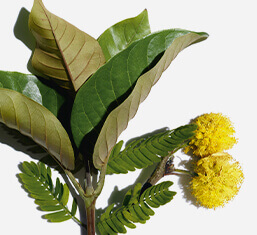 Harungana bio et fleur de cassie