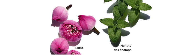 Images of Lotus, Camomile, and Field Mint ingredients