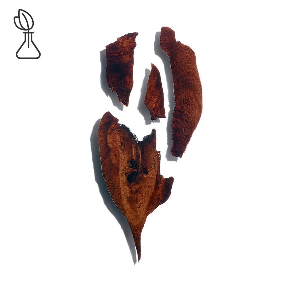 Bocoa-Bocoa extract-Bocoa prouacensis