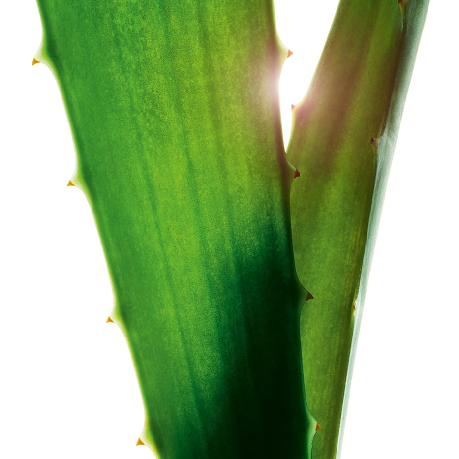 Aloe vera-Aloe vera extract-Aloe vera