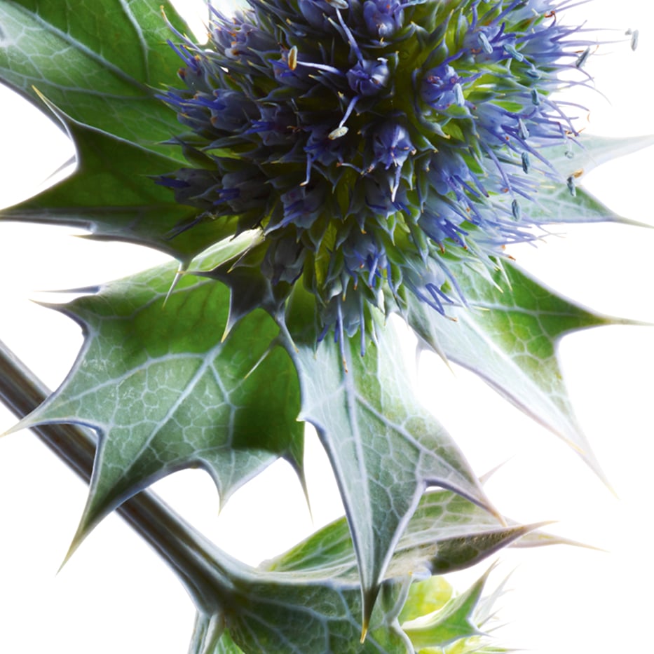 Sea holly-Organic sea holly extract-Eryngium Maritimum