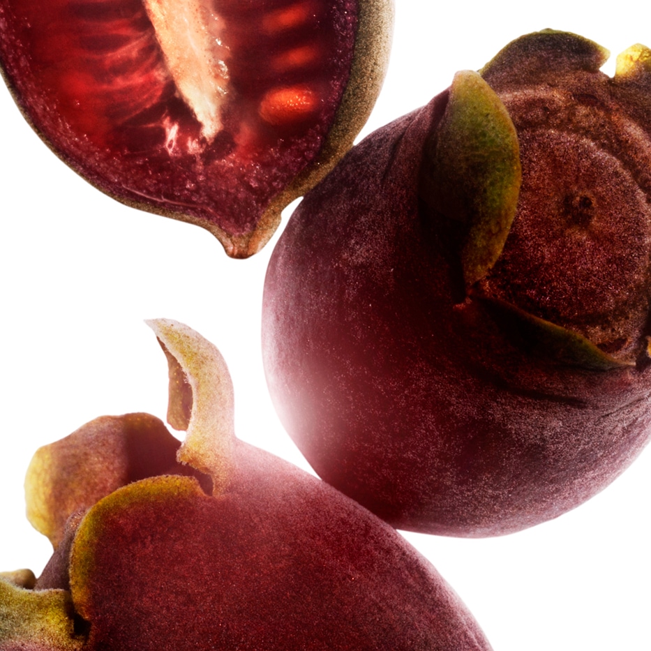 Rose-myrtle-Rose-myrtle extract-Rhodomyrtus tomentosa