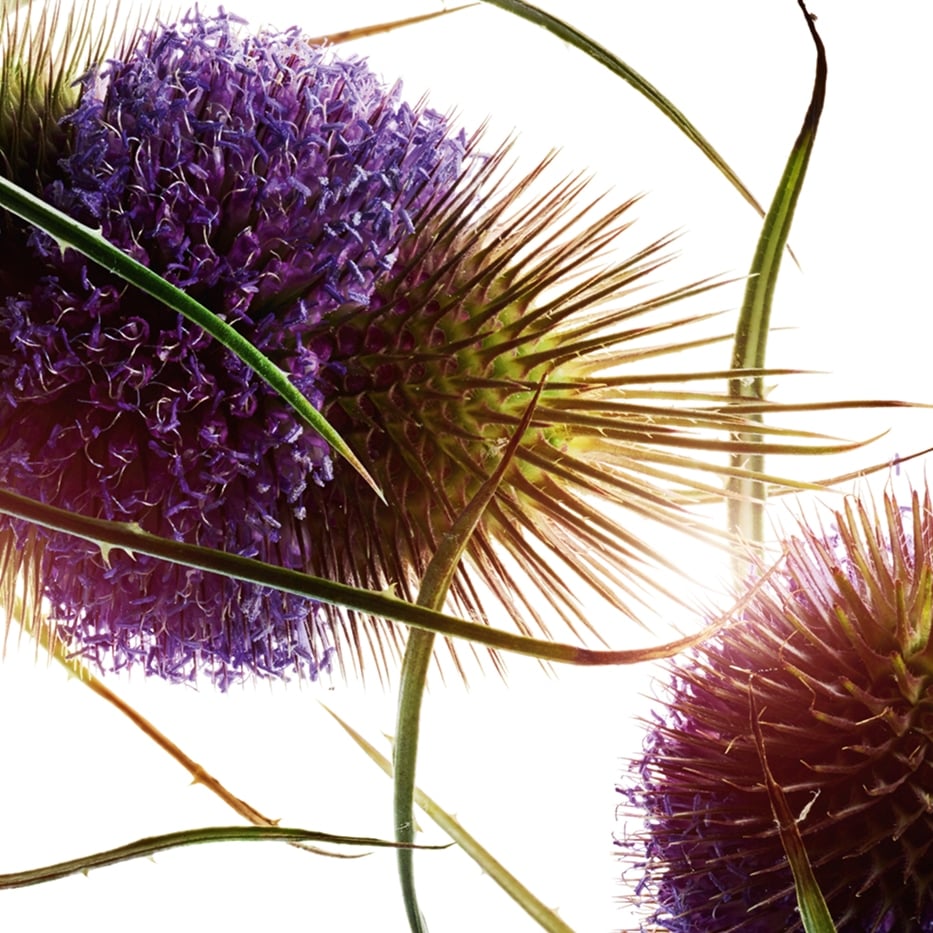 Teasel-Teasel extract-Dipsacus sylvestris