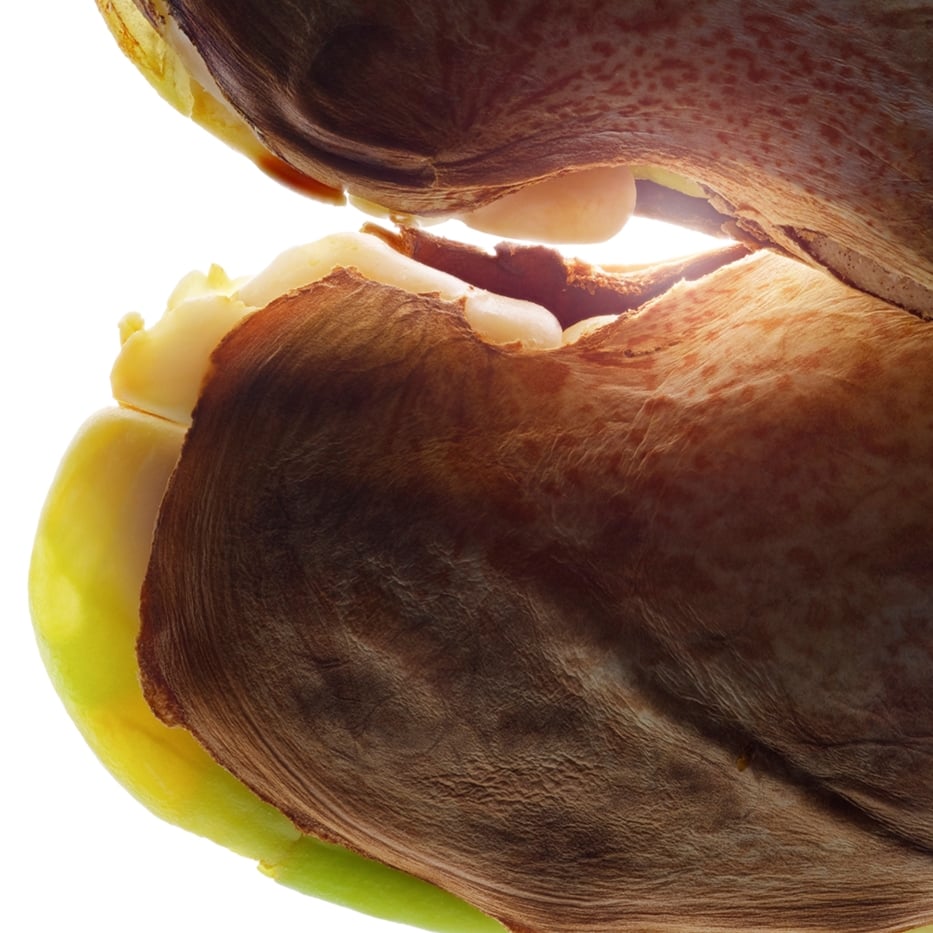 Wild mango-Wild mango butter-Irvingia gabonensis