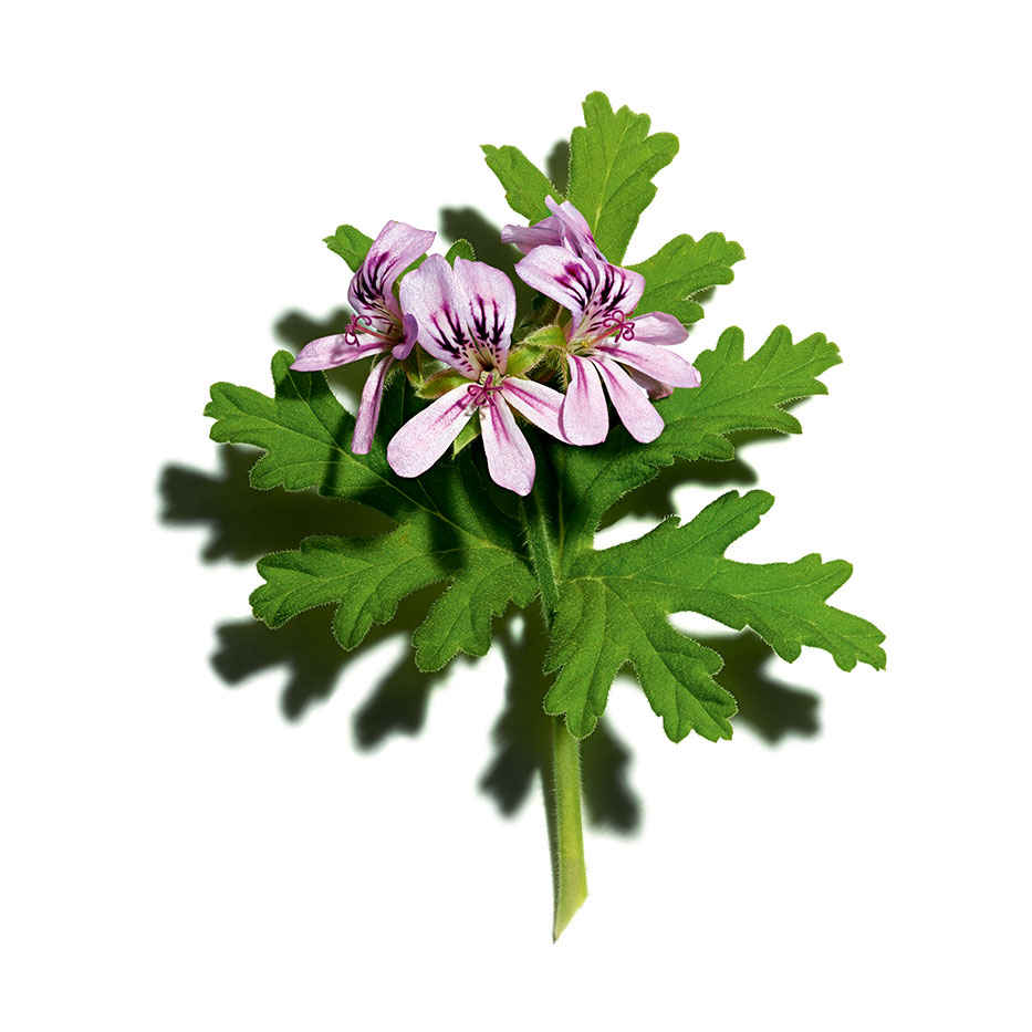 Geranium