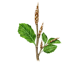 Beech
