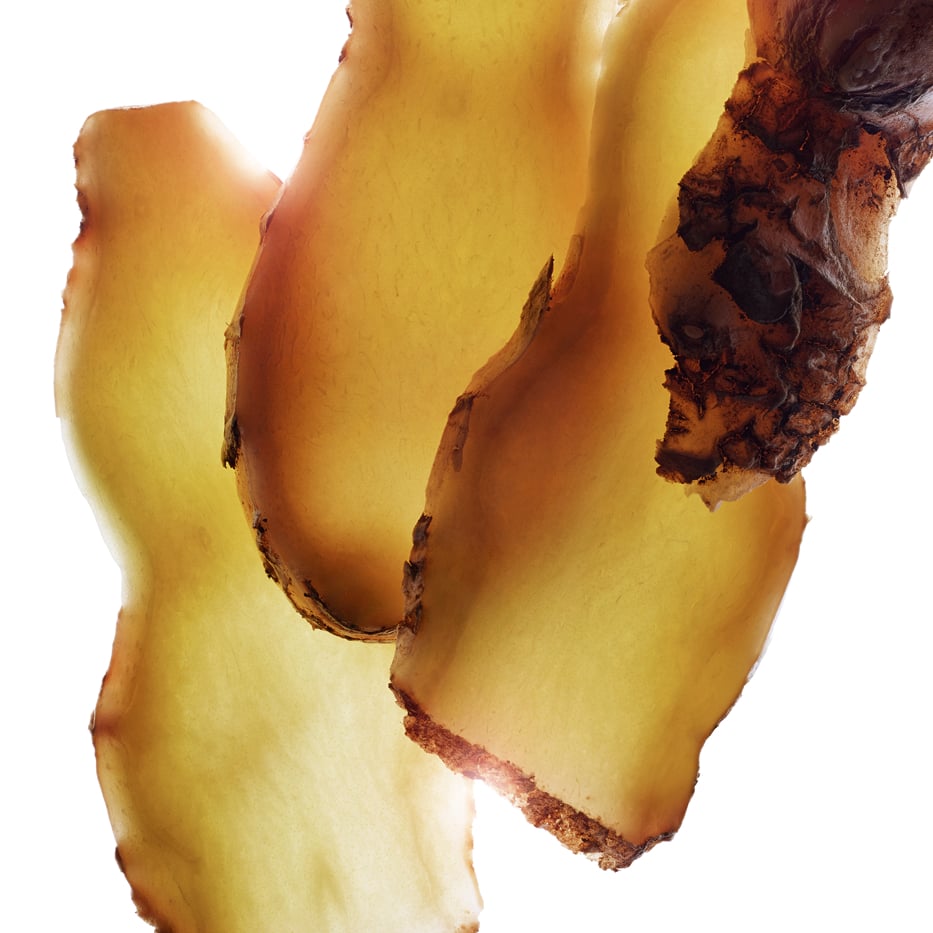 Zerumbet ginger-Zerumbet ginger extract-Zingiber zerumbet