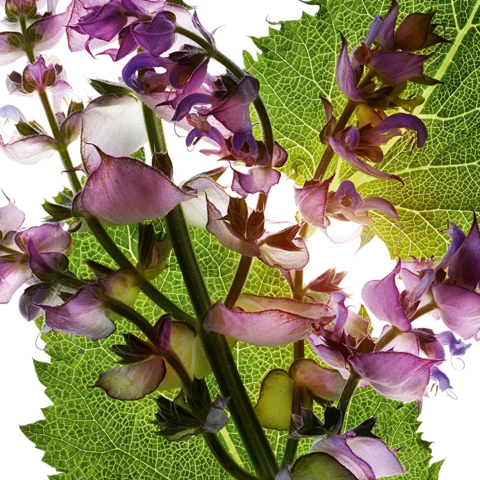 Sauge sclar&eacute;e-Huile essentielle de sauge sclar&eacute;e-Salvia sclarea