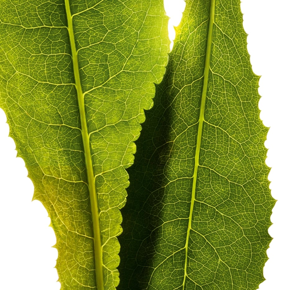 Chicory-Chicory extract-Cichorium intybus