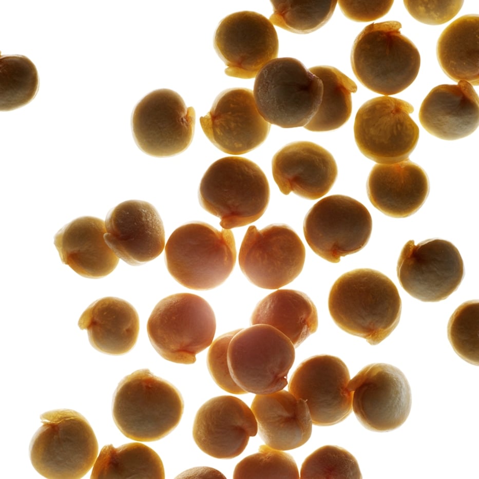 Quinoa-Extrait de quinoa bio-Chenopodium quinoa