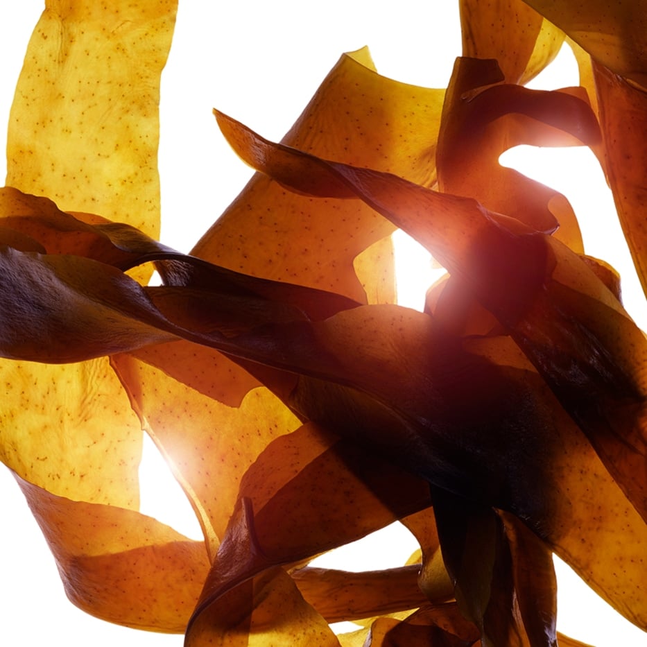 Wakame-Organic wakame extract-Undaria pinnatifida