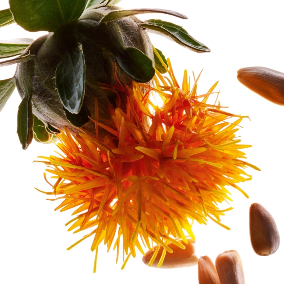 Safflower-Safflower extract-Carthamus tinctorius