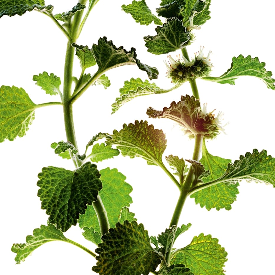 White horehound-Organic white horehound extract-Marrubium vulgare