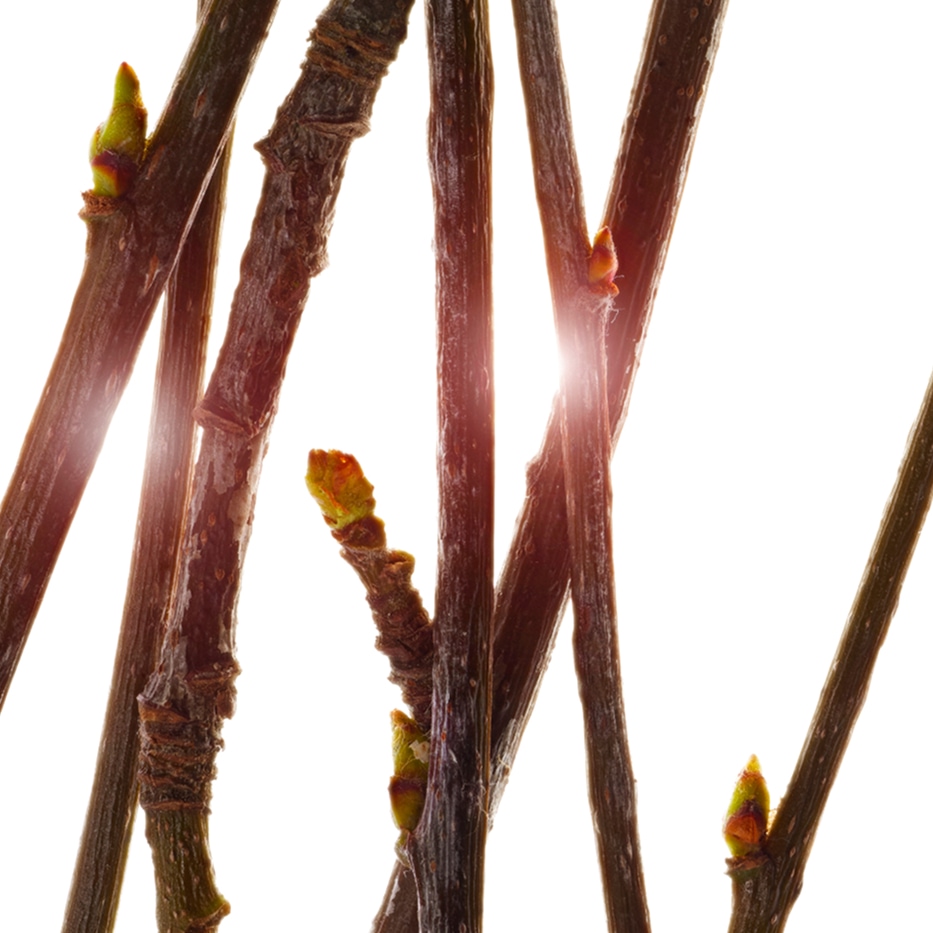 Service tree-Organic service tree bud extract-Pyrus sorbus