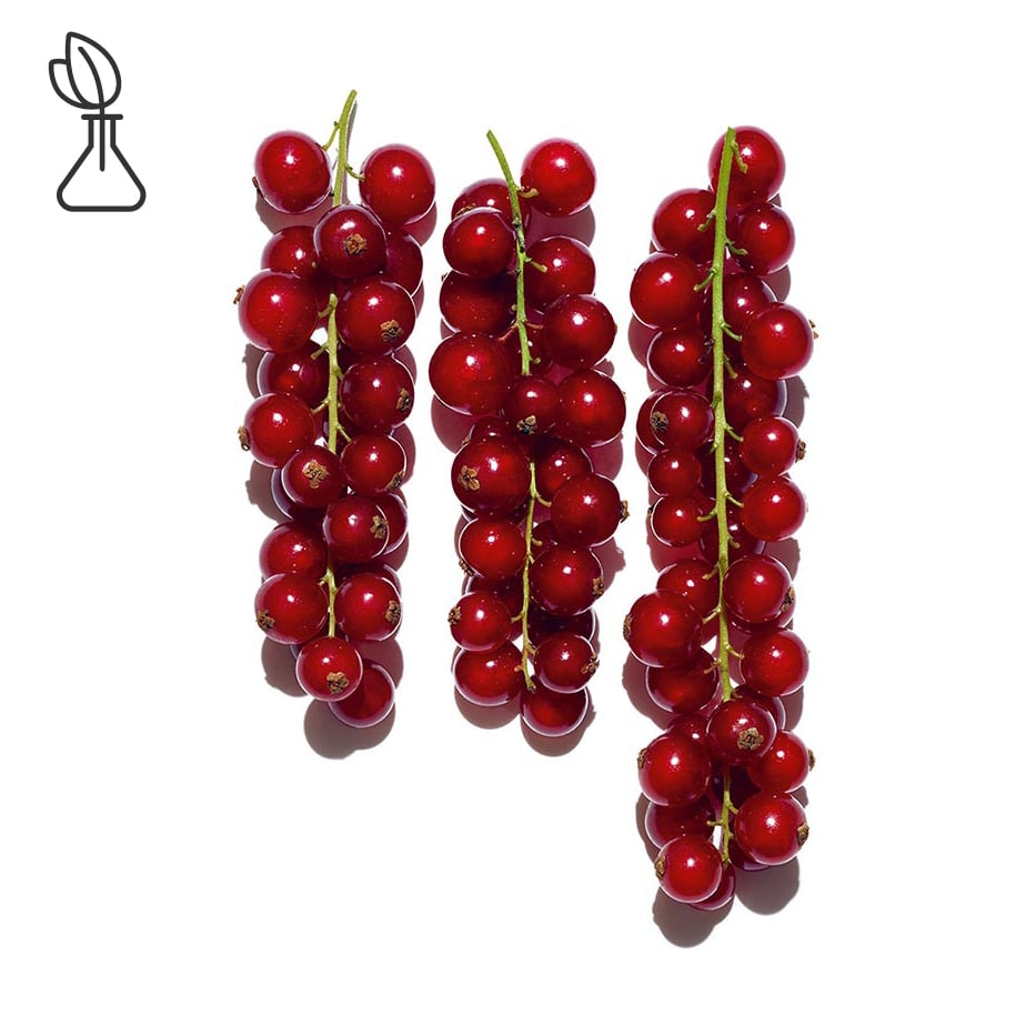 Red currant-Organic red currant extract-Ribes rubrum