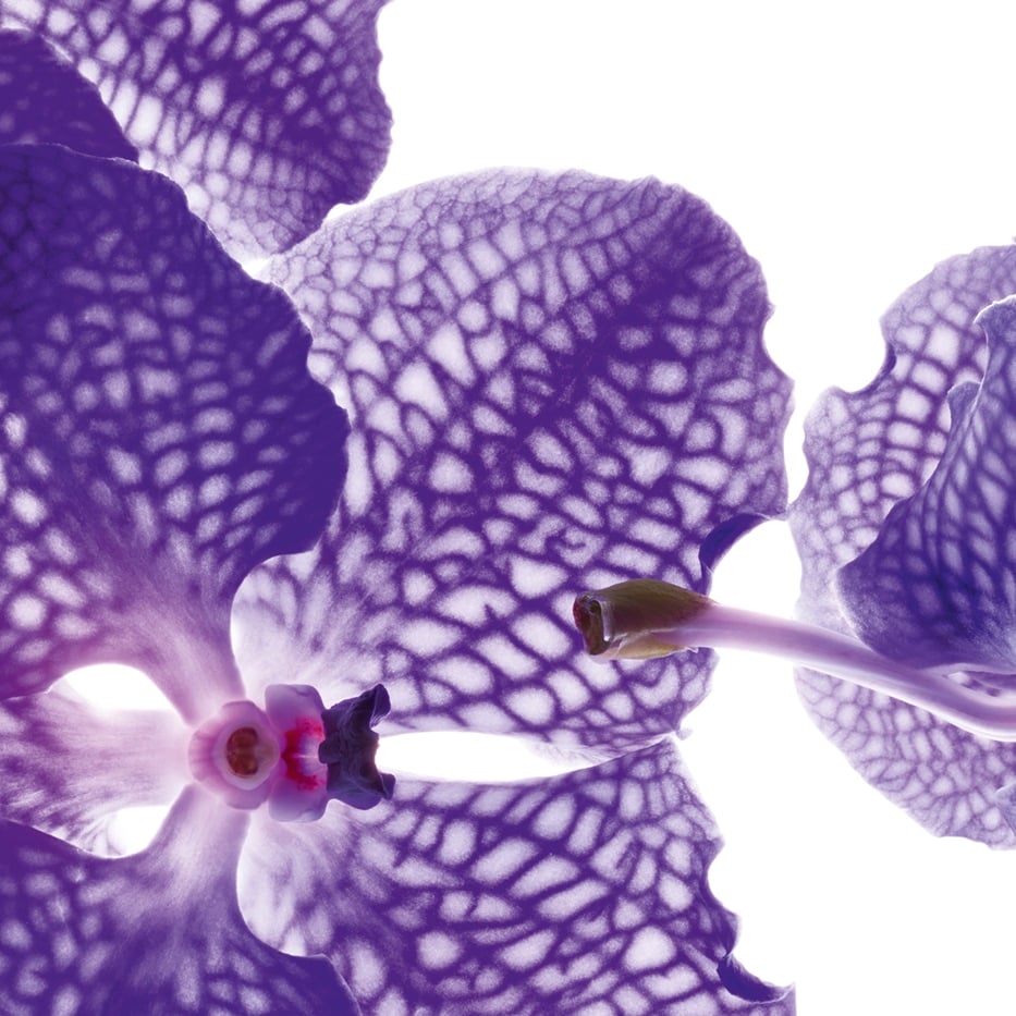 Blue orchid-Blue orchid extract-Vanda coerulea