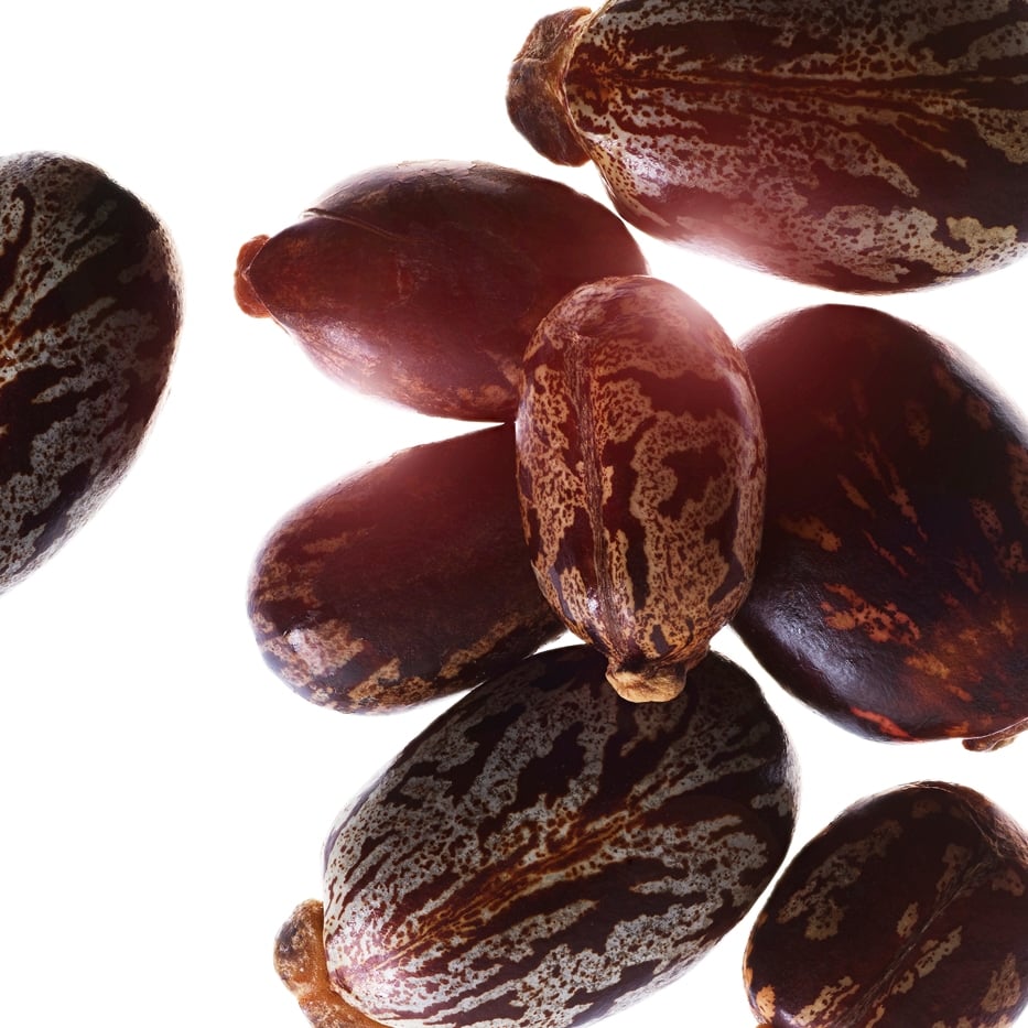 Castor bean-Organic castor oil-Ricinus communis