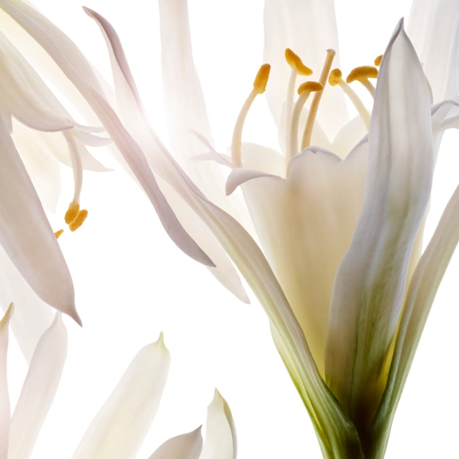 Sea lily-Organic sea lily extract-Pancratium maritimum