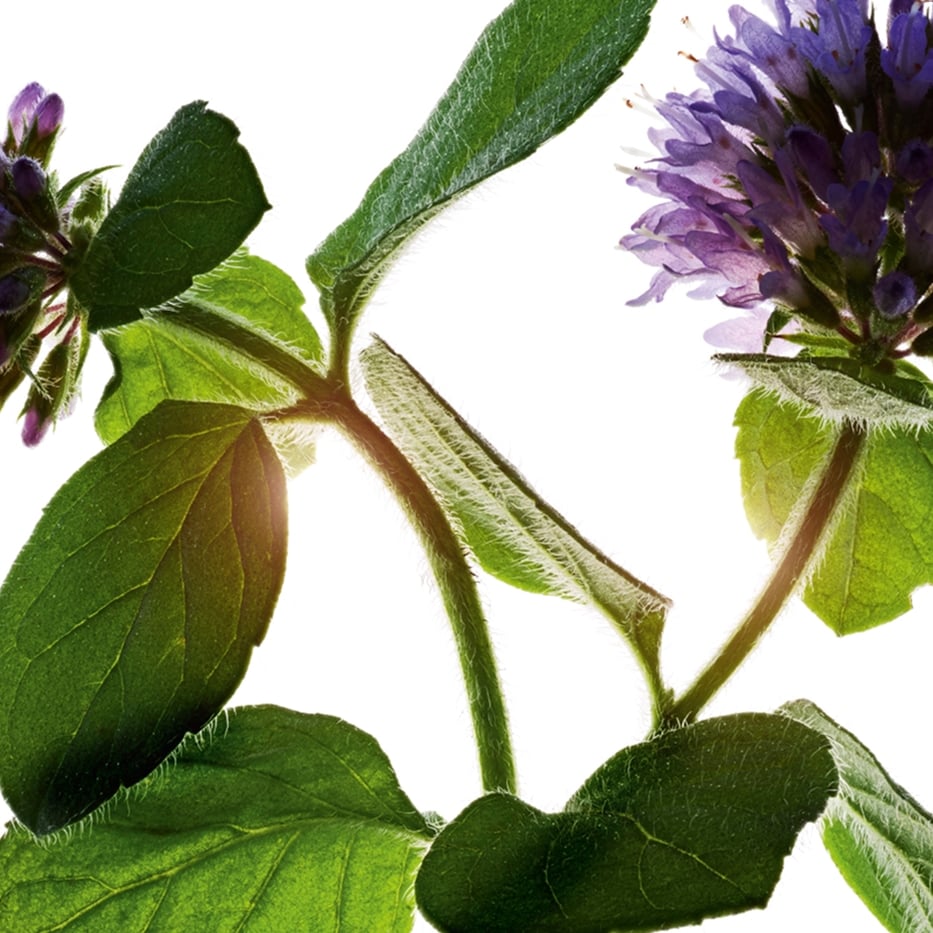 Water mint-Organic water mint-Mentha aquatica