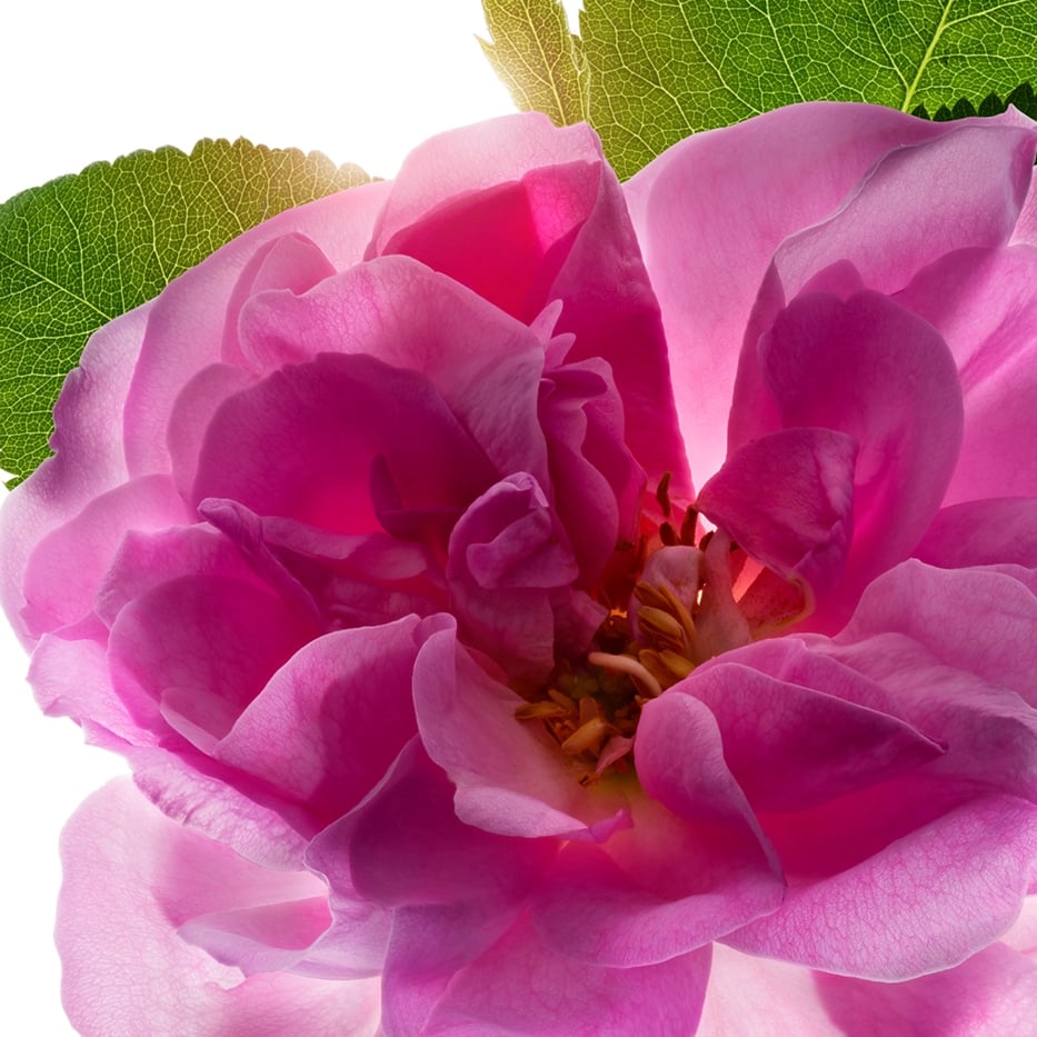 Rosier de Damas-Eau de rose de Damas-Rosa damascena