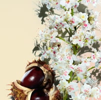 Horse chesnut flower