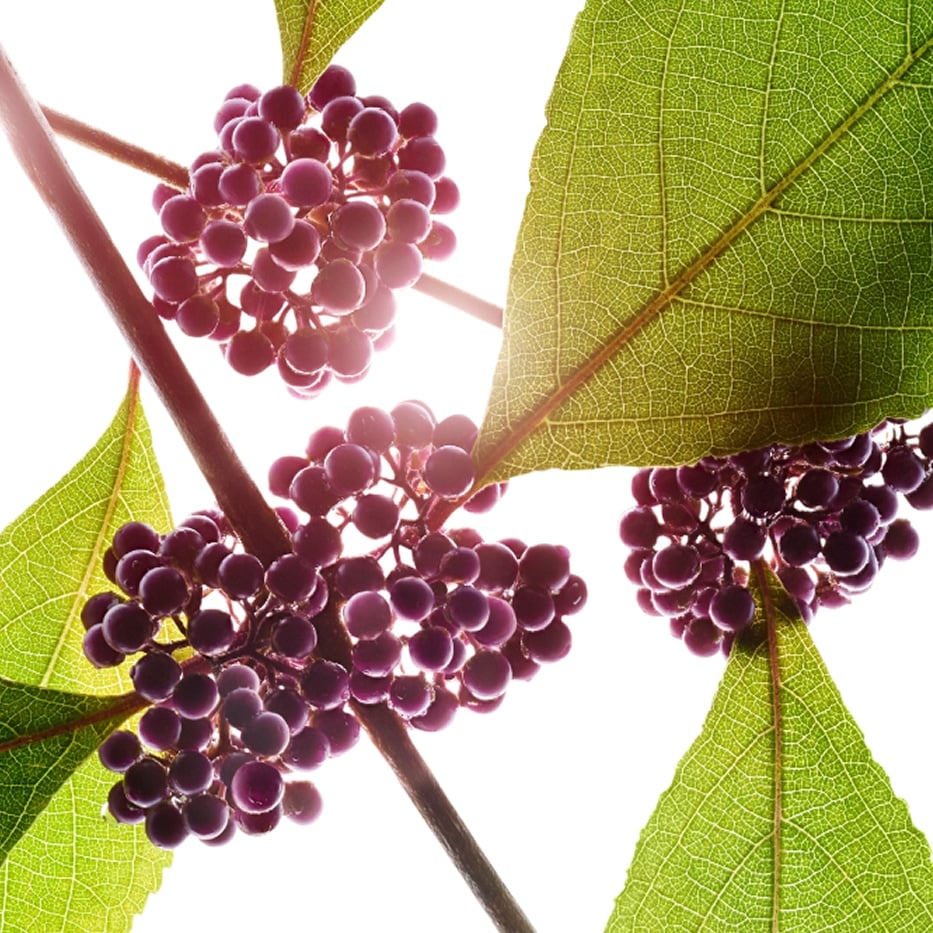 Beautyberry-Beautyberry extract-Callicarpa japonica