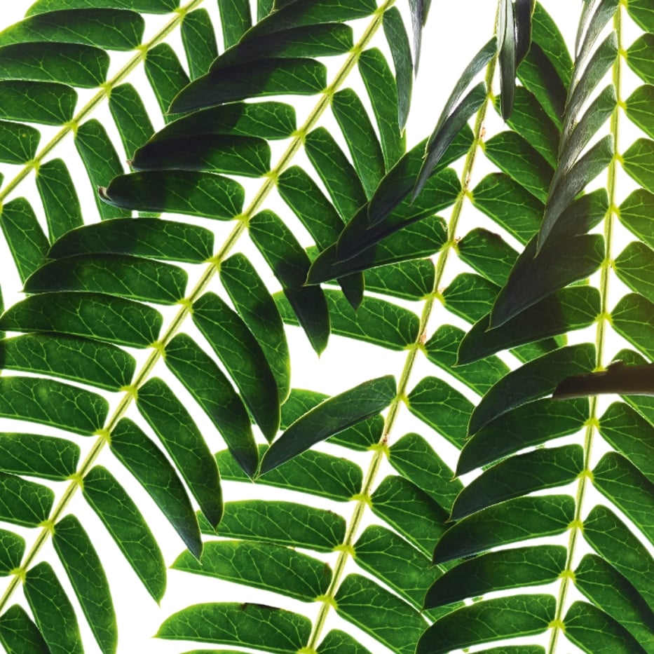 Albizia-Albizia extract-Albizia julibrissin