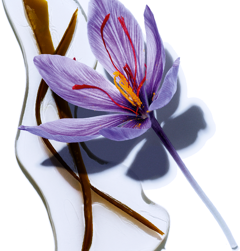 Algae - Organic Saffron Flower