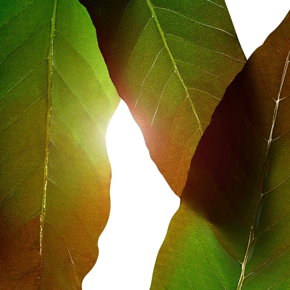 Huang qi-Huang qi extract-Engelhardtia chrysolepis