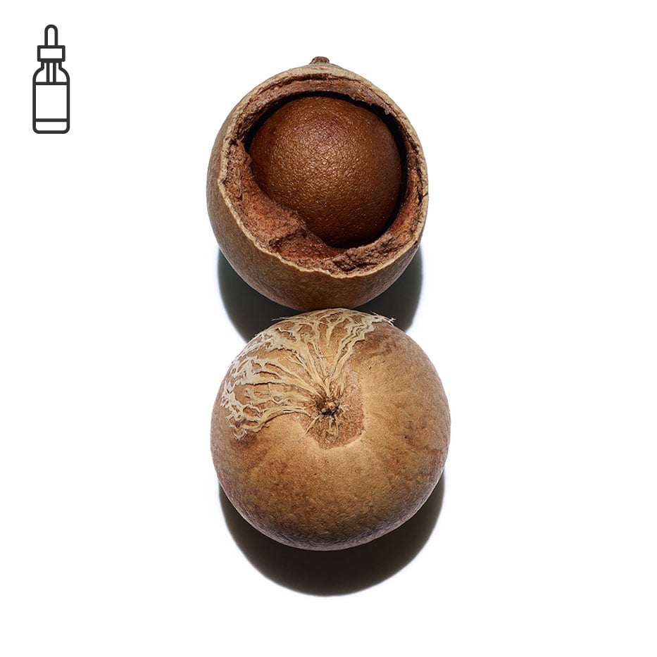 Tamanu-Organic tamanu oil-Calophyllum inophyllum