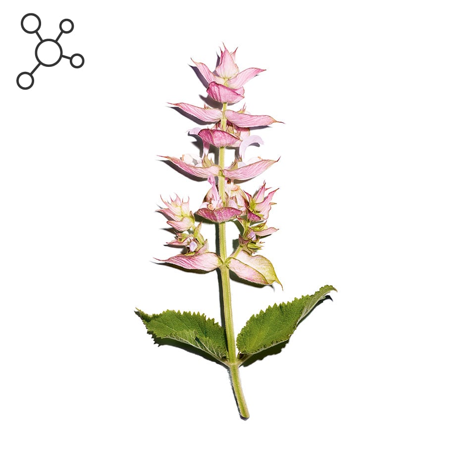 Clary sage-Sclareolide-Salvia scalerea