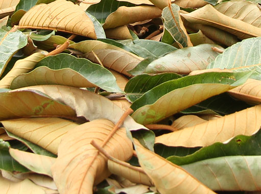 harungana leaf