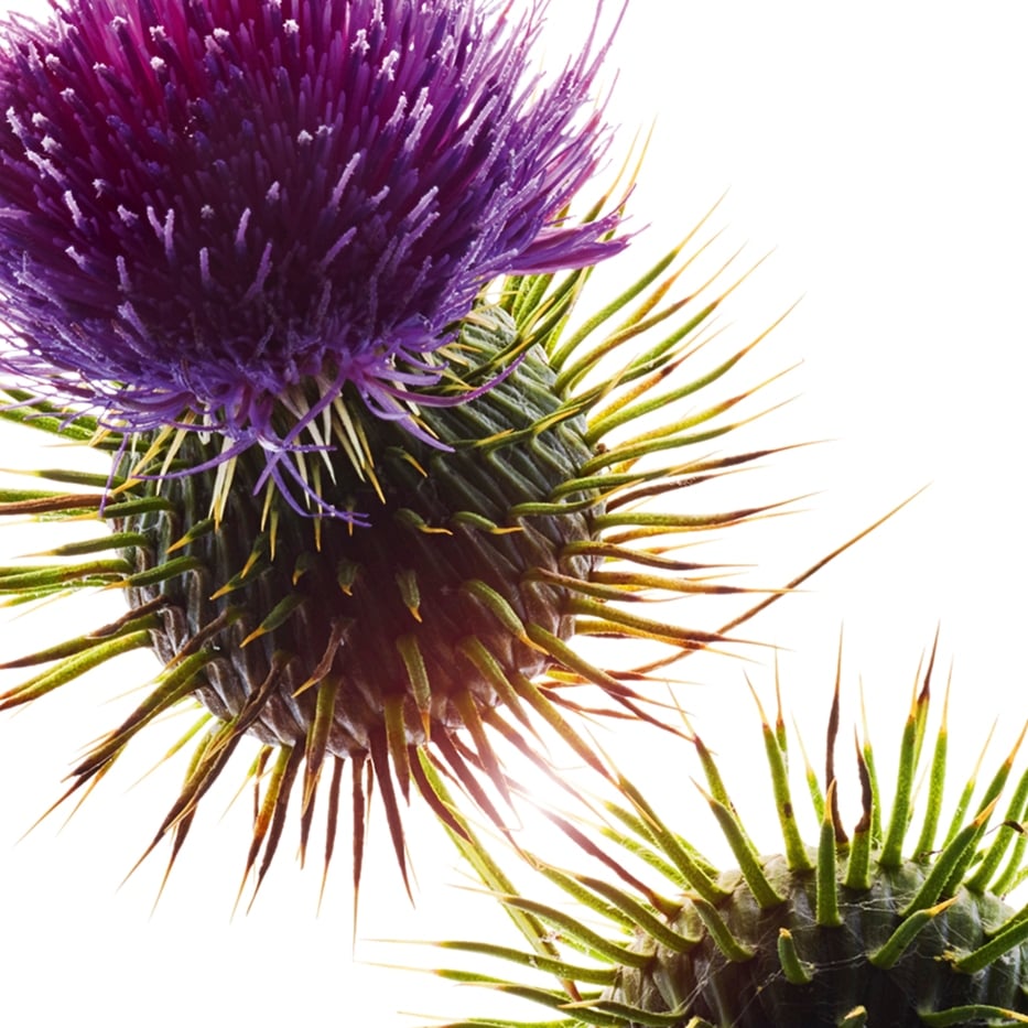 Mary&rsquo;s thistle-Organic mary&rsquo;s thistle oil-Silybum marianum