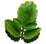 Organic leaf of life extract